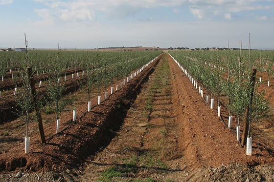 Προειδοποίηση για την διαιώνιση του καταστροφικού φυτοπαθογόνου οργανισμού Xylella fastidiosa.