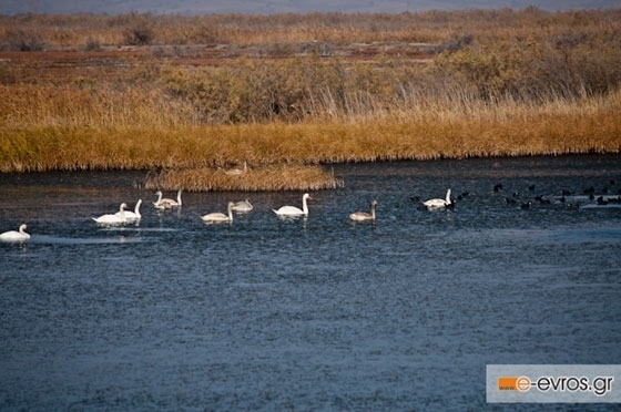 Αμφίβια μηχανήματα για κοπή καλαμιών στο Δέλτα του Έβρου και στη λίμνη Παμβώτιδα