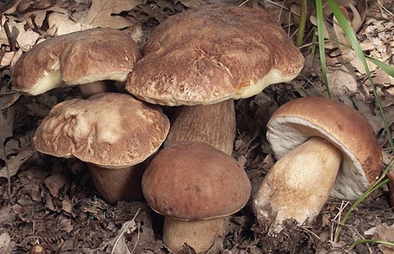 Οικογένεια κατέληξε στο νοσοκομείο έπειτα από κατανάλωση δηλητηριωδών μανιταριών.