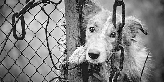 Μηδενική ανοχή σε τέτοιες συμπεριφορές κακοποίησης και θανάτωσης τετράποδων λένε οι Αλεξανδρουπολίτες