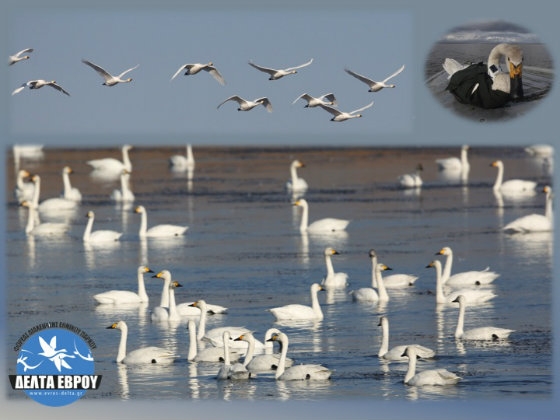 Δέλτα Έβρου: Ο σημαντικότερος υγρότοπος διαχείμασης για το Νανόκυκνο στην Ευρώπη