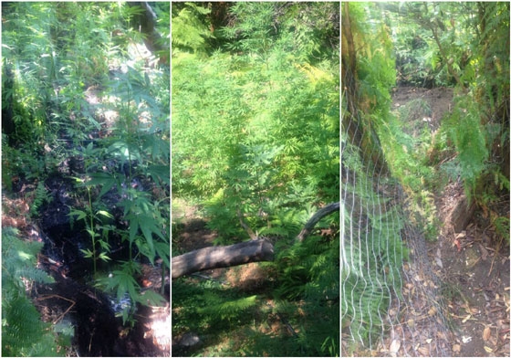 Τα δενδρύλλια εντοπίστηκαν σε αγροτική περιοχή