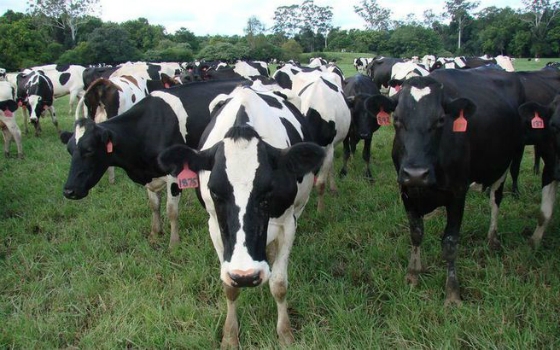 Απόλυτη ανάγκη η στελέχωση των κτηνιατρικών υπηρεσιών του β. Έβρου