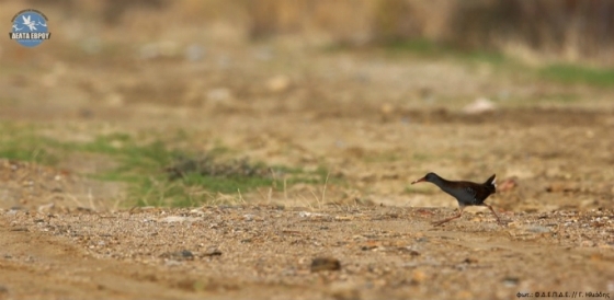 Το Δέλτα του Έβρου έκρυβε εκπλήξεις καθώς παρατηρήθηκαν και φωτογραφήκαν δύο Nεροκoτσέλες στην περιοχή της λιμνοθάλασσας Δράνας