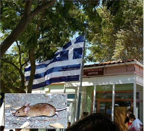 Παρέα με... ποντίκια κάνουν οι μαθητές του 3ου Νηπιαγωγείου Φερών, Αλεξανδρούπολης