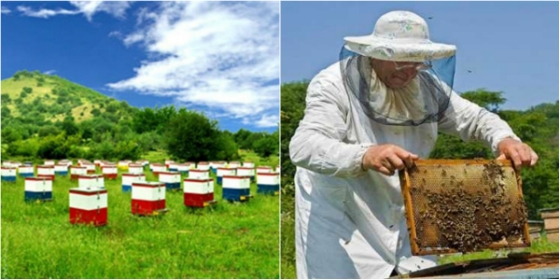 Η μελισσοκομική περίοδος που πέρασε στον Έβρο ήταν δραματική για τους περισσότερους μελισσοκόμους αφού απώλεσαν όλο το ζωικό τους κεφάλαιο