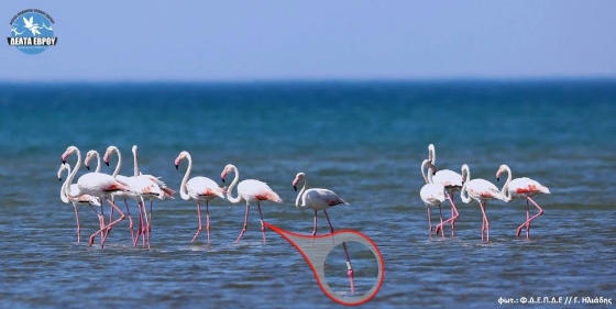 Έκαναν την επανεμφάνισή τους τα Φλαμίγκο στο Δέλτα του Έβρου