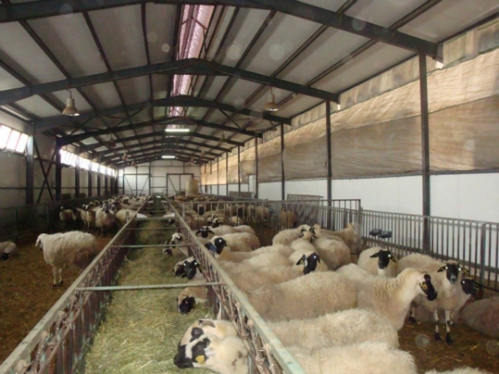 Έβρος: Mέχρι τις 4/12 οι αιτήσεις διατήρησης κτηνοτροφικών εγκαταστάσεων, εντός ή πλησίον κατοικημένων περιοχών