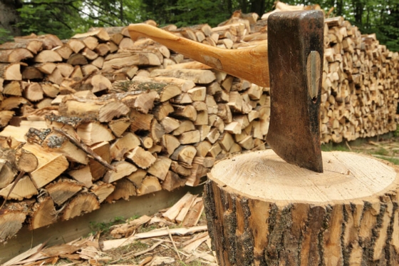 Με ξύλα από παράνομη υλοτομία ζεσταίνονται τα νοικοκυριά στον Έβρο - Αποδεκατίζονται τα δάση της περιοχής