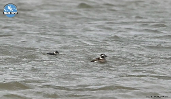Μια Χιονόπαπια έκανε την εμφάνισή της στο Δέλτα του Έβρου