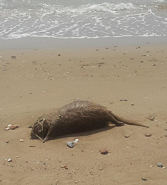 Ο εν λόγω μυοκάστορας κάπου ανάμεσα στον Ορίζοντα και τα Κόκκινα Βράχια
