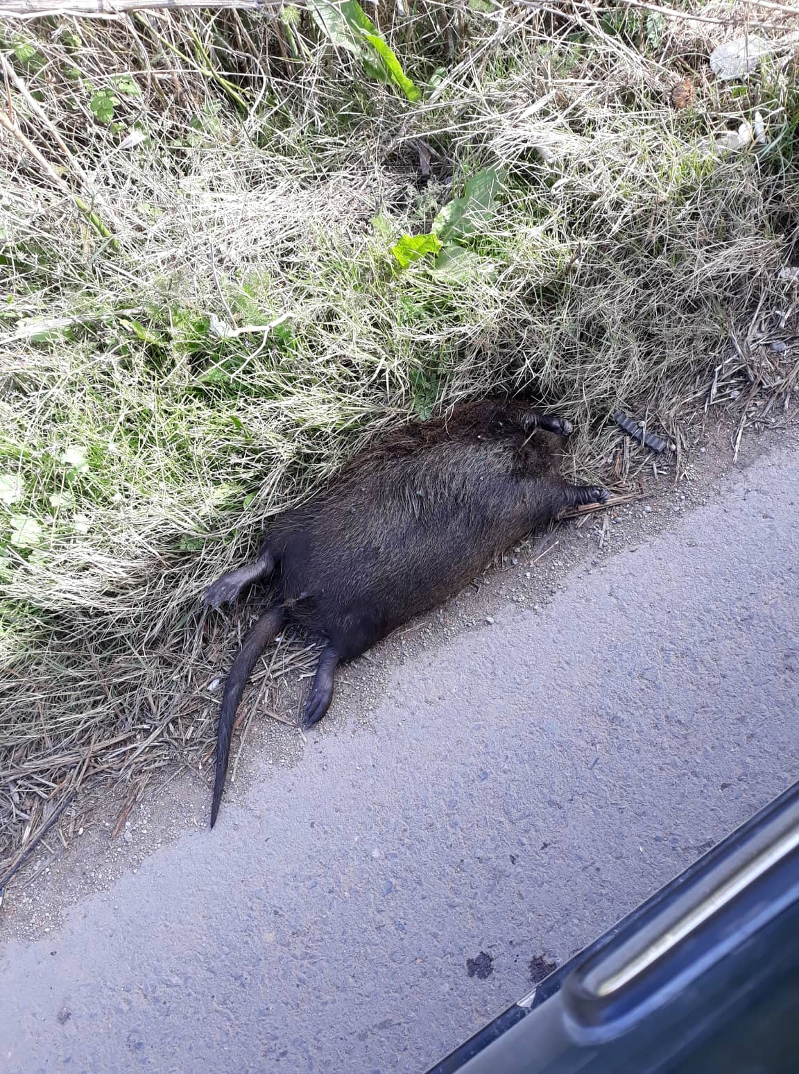 Το μεγάλο τρωκτικό εμφανίστηκε στην περιοχή του ΚΕΓΕ Αλεξανδρούπολης