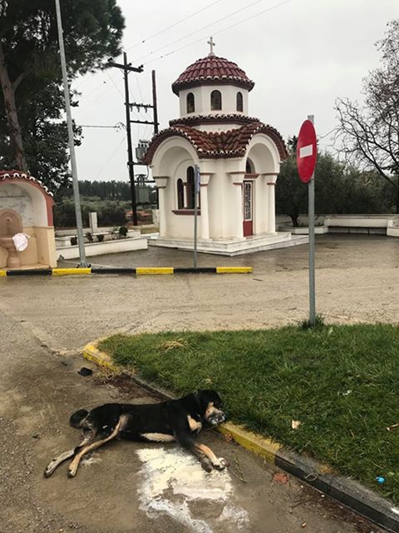 Ακόμη ένα αδέσποτο θύμα φόλας στα Δίκελλα Αλεξανδρούπολης 
