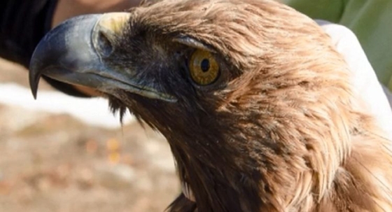 Σπάνιος Χρυσαετός θύμα δηλητηρίασης στον Έβρο