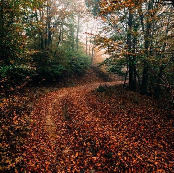 Έβρος: Αποκατάσταση δασικού δικτύου 460 χλμ