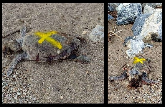 Μια βδομάδα παραμένει το κουφάρι της χελώνας στην παραλία.