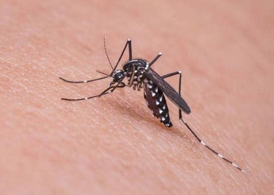 Μεγάλη προσοχή στα κουνούπια για τον ιό του Δυτικού Νείλου. 