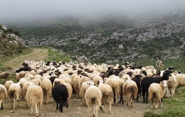 Το συγκεκριμένο Κέντρο στην Ορεστιάδαποτέ για την προστασία από ασθένειες, όπως η ευλογιά των αιγοπροβάτων που ταλανίζει σήμερα ολόκληρη τη χώρα