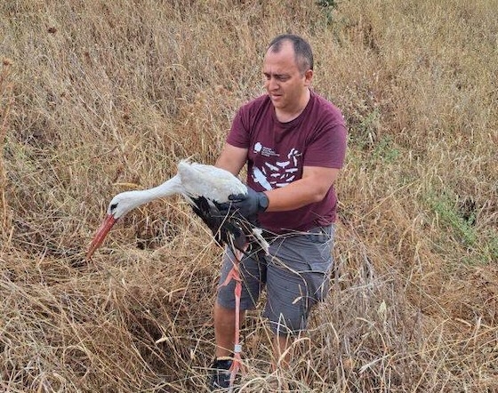 Είχε δακτυλιωθεί στην Πολωνία.