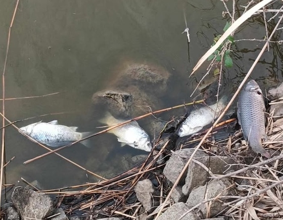 Από τον Μάρτιο είχαν εντοπιστεί νεκ΄ρα ψάρια στα κανάλια της συγκεκριμένης περιοχής.