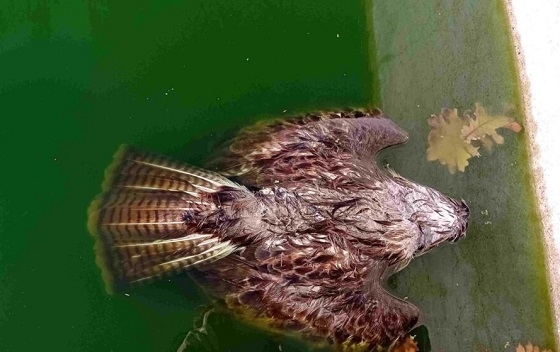 Έχουν βρεθεί πολλές φορές πνιγμένα ζώα μέσα σε παλιές δασικές υδατοδεξαμενές.