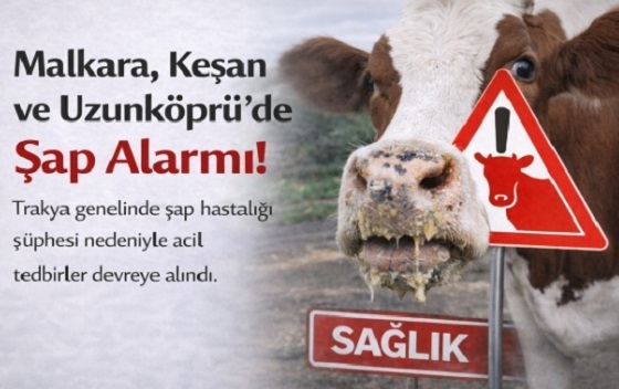 Μεγάλη ανησυχία στις περιοχές Μαλγάρων, Κεσσάνης και Μακράς Γέφυρας στην Ανατολική Θράκη, για τον αφθώδη πυρετό.