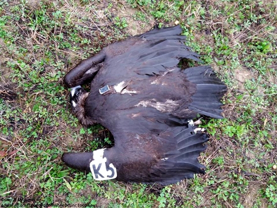 Νεκρός εντοπίστηκε νεαρός μαυρόγυπας στην περιοχή Λύρας - Φυλακτού (φώτο)