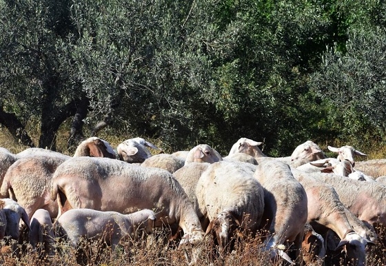 Προβληματίζει ο ιός της πανώλης στην Ελλάδα.