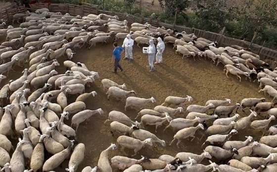 Η εξέλιξη των ζωονόσων προβληματίζει την Ανατολική Μακεδονία και Θράκη.