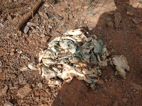 Τα δηλητηριασμένα δολώματα που εντοπίστηκαν στην περιοχή των Δικέλλων