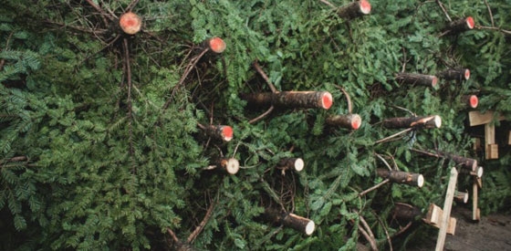 Δήμος Αλεξανδρούπολης: Κάλεσμα για ανακύκλωση δέντρων