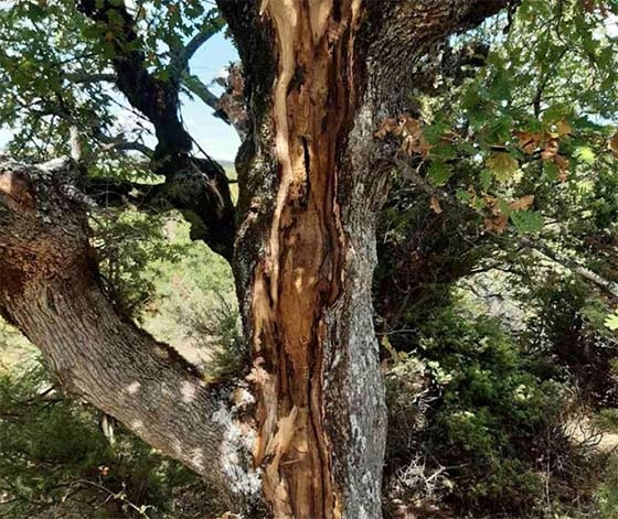 Φωτογραφία ντοκουμέντο από το χτύπημα του κεραυνού σε δέντρο στο δάσος της Δαδιάς.