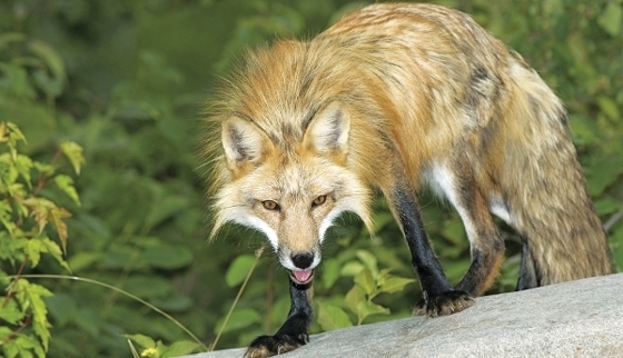 Με εναέρια ρίψη δολωμάτων από 24 έως 29 Μαΐου