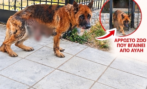 Σε βάρος του ιδιοκτήτη σχηματίστηκε σχετική δικογραφία, επιβλήθηκε το προβλεπόμενο διοικητικό πρόστιμο και ορίστηκε τακτική δικάσιμος.