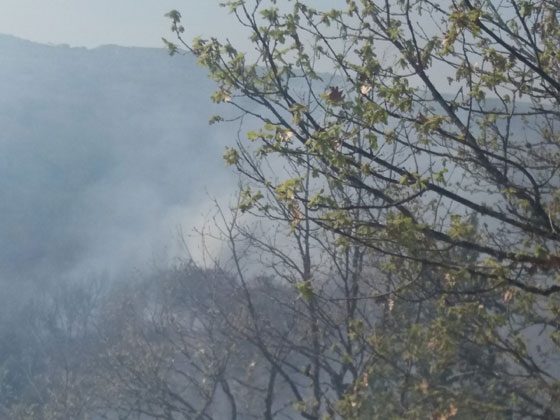 Στις φλόγες δάσος δρυός και μαύρης πεύκης στη Ροδόπη