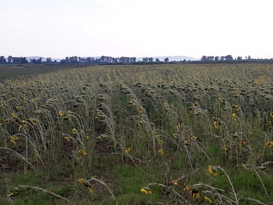 Φέρες: Ξεκίνησαν οι δηλώσεις ζημιάς από χαλάζι και βροχή 