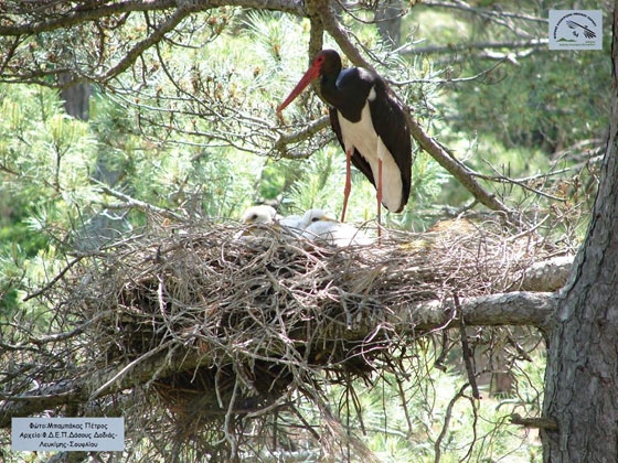 Γεννητούρια στο Δάσος της Δαδιάς!