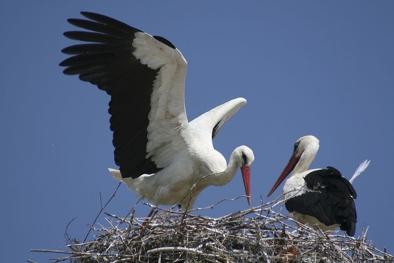 Πόρος Έβρου: Χιλιάδες πελαργοί περνάνε κάθε χρόνο από το «Ευρωπαϊκό Χωριό Πελαργών» 