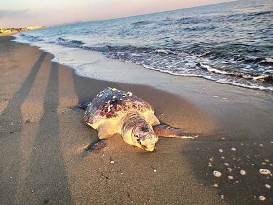 Δεύτερη νεκρή χελώνα καρέτα- καρέτα σε παραλία της Αλεξανδρούπολης