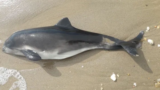 Νεκρό δελφίνι ξεβράστηκε σε παραλία της Αλεξανδρούπολης