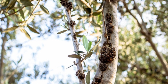 Έβρος: «Πονοκέφαλος» για τους ελαιοπαραγωγούς ο «καρκίνος της Ελιάς» 