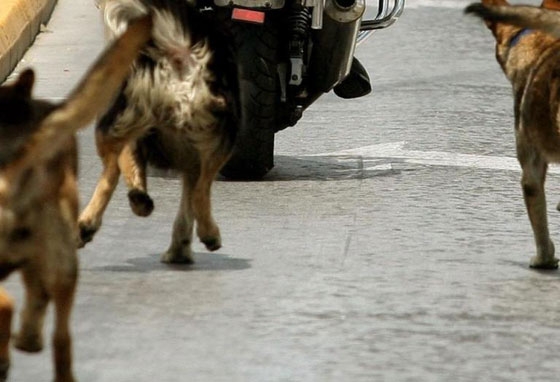 Καταγγελία για επιθετική αγέλη αδέσποτων σκύλων στον μικρό περιφερειακό της Αλεξανδρούπολης