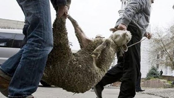 Οδηγίες της Κτηνιατρικής Υπηρεσίας της ΠΑΜΘ για την θρησκευτική εορτή των μουσουλμάνων (Κουρμπάν Μπαϊράμ)