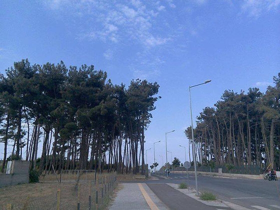 Σε λίγες ημέρες θα κριθεί η "τύχη" για το δασάκι του μικρού περιφερειακού στην Αλεξανδρούπολη