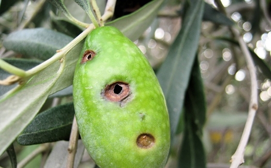 "Ψεκάστε όλες τις καλλιέργειες" - Αύξηση του δάκου στην Αλεξανδρούπολη