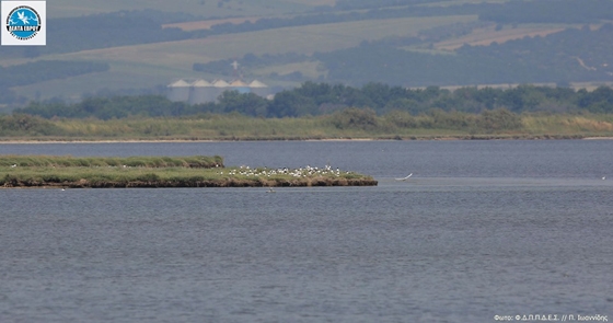 Δέλτα Έβρου: "Ξαναζωντανεύει" η λιμνοθάλασσα Δράνα