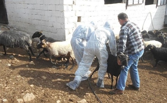 Η ευλογιά των αιγοπροβάτων είναι πολύ μεταδοτική μεταξύ των ζώων.