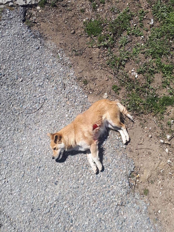 Η εικόνα όπως την απαθανάτισε ο διερχόμενος οδηγός 