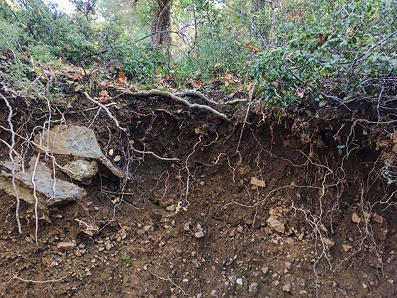 Το “Κοινό Έδαφος” αποτελεί ένα πρόγραμμα ενημέρωσης, εκπαίδευσης και συμμετοχής για την προστασία και αναγέννηση των εδαφών.