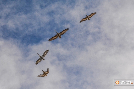 Δέλτα Έβρου: Εφαρμογή Προγράμματος για την γρίπη των πτηνών